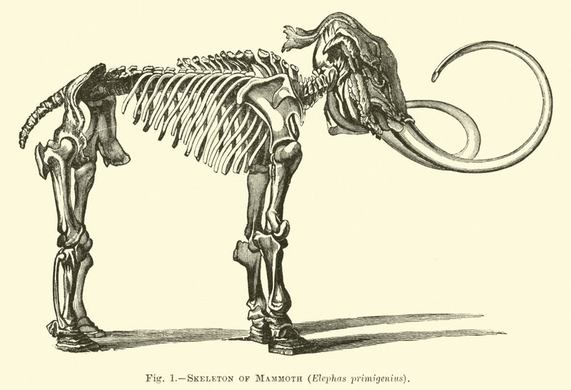 Mamut csontváza, Elephas primigenius alkotó: English School