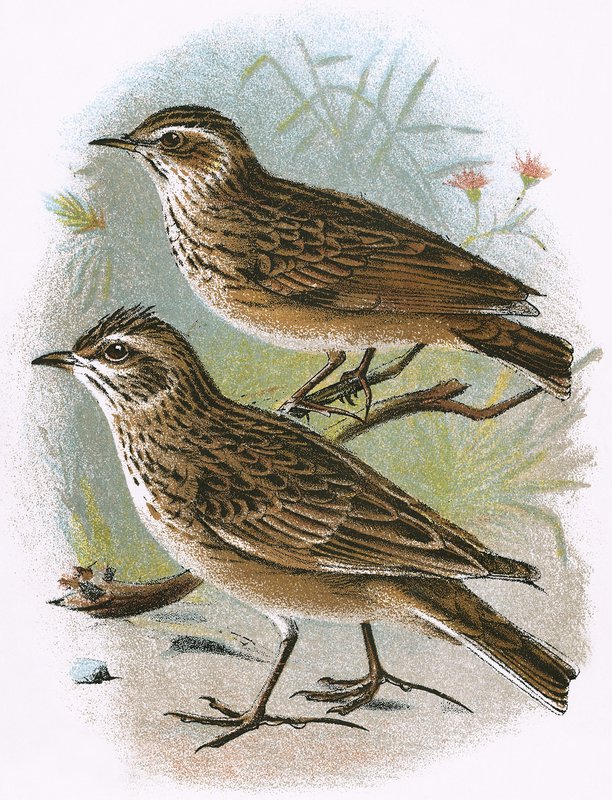 Sky-Lark (alul) és Wood-Lark (fent) alkotó: English School