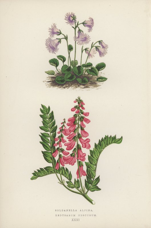 Soldanella Alpina; Hedysarum Obscurum (színes lithó) alkotó: English School