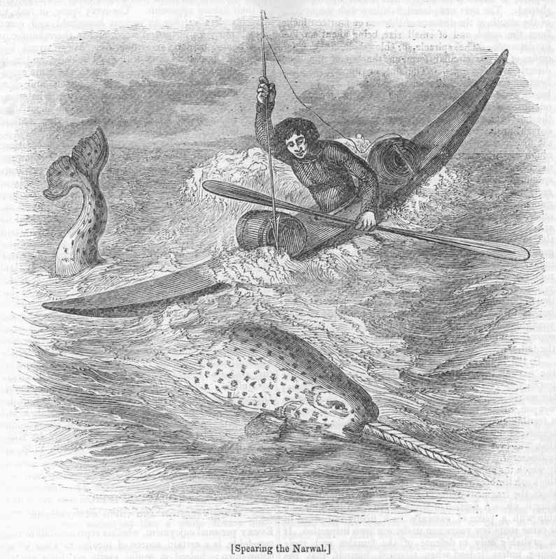 Spearing a Narvál alkotó: English School