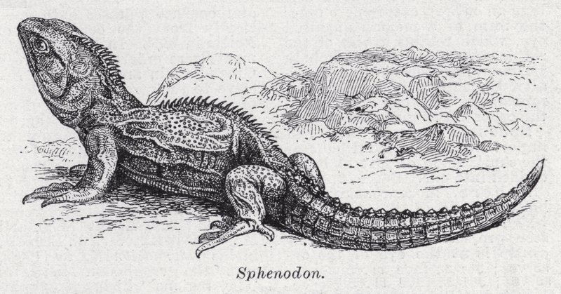 Sphenodon (litho) alkotó: English School