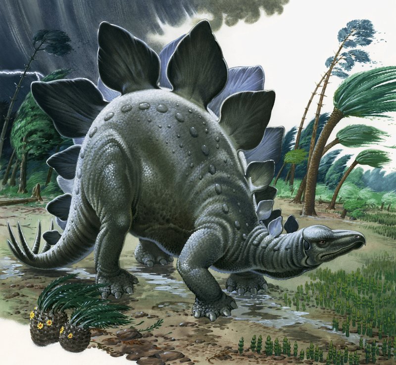 Stegosaurus alkotó: English School