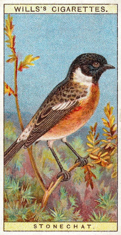 Stonechat alkotó: English School
