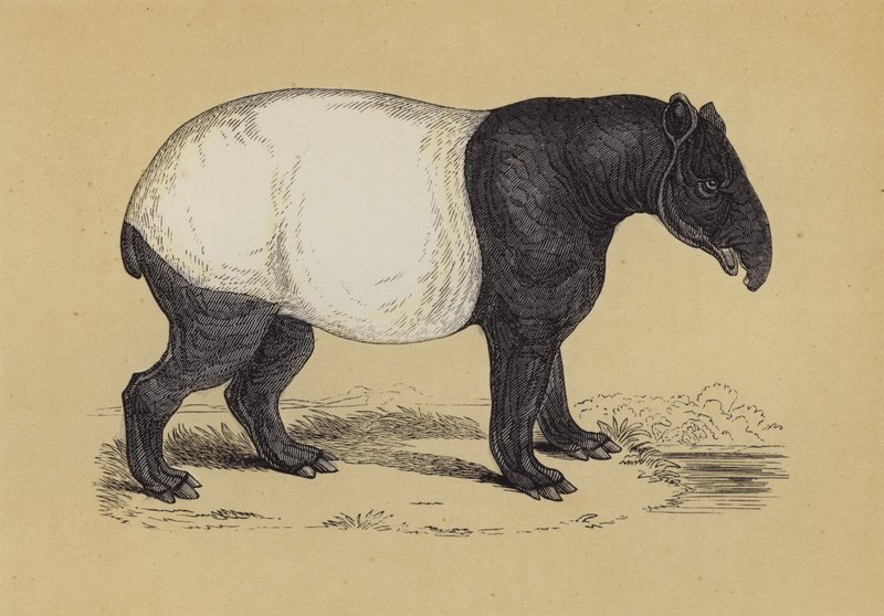 Tapir (színes litó) alkotó: English School