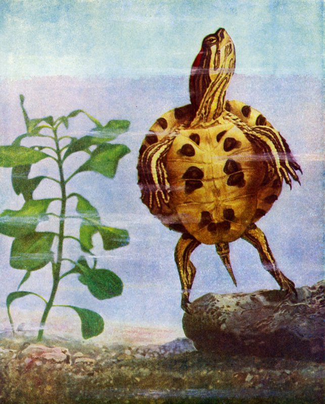 Terrapin alkotó: English School