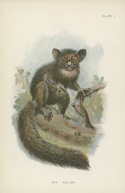 Az Aye-Aye alkotó: English School