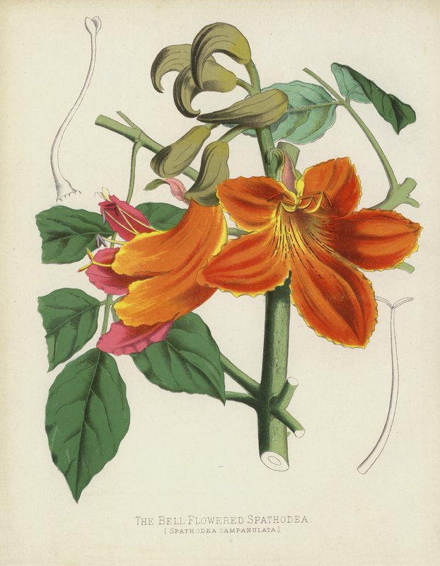 A harangvirágú spathodea, Spathodea Campanulata alkotó: English School