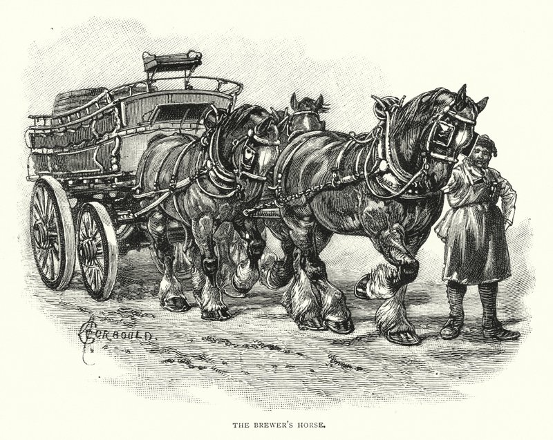 A Brewer