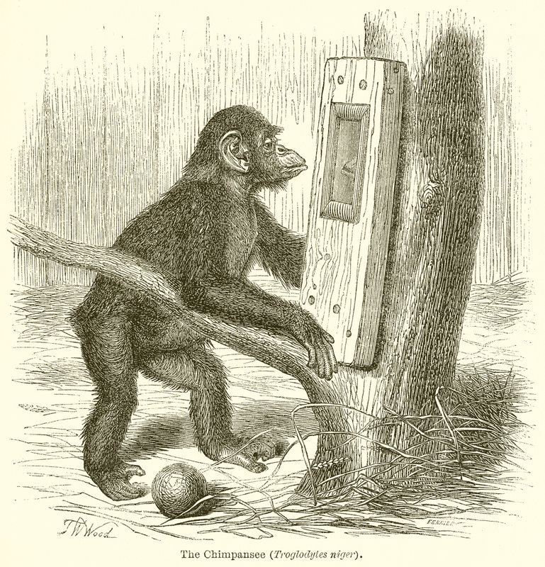 A csimpánz (Troglodytes Niger) alkotó: English School
