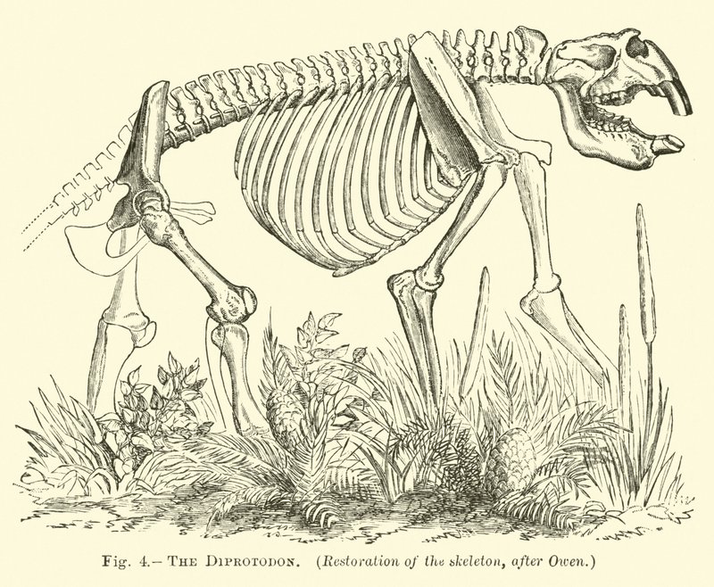 A Diprotodon alkotó: English School