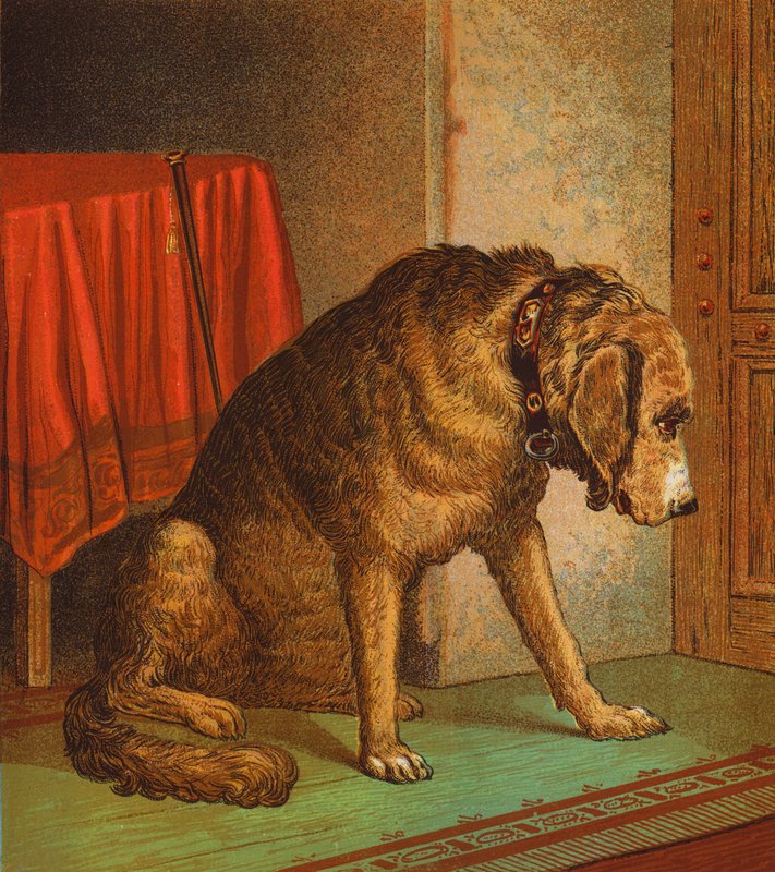 A doktor háziállata (színes litográfia) alkotó: English School