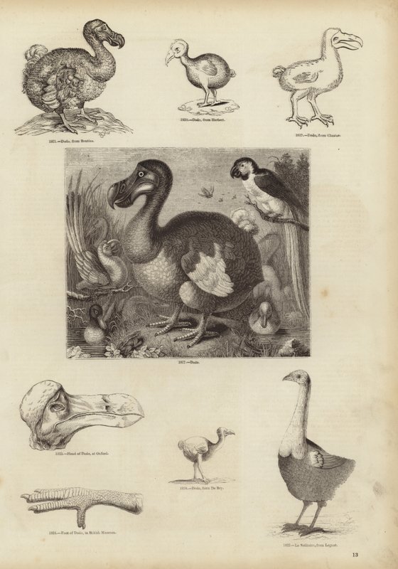 A Dodo alkotó: English School