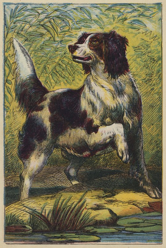 A kutya (színes litográfia) alkotó: English School