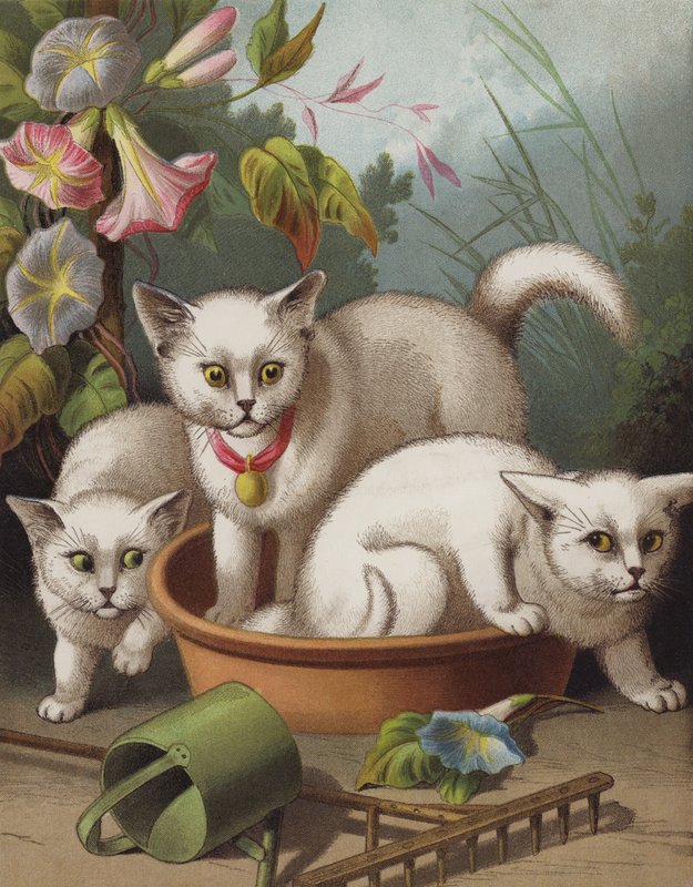 A megrémült cicák (chromolitho) alkotó: English School