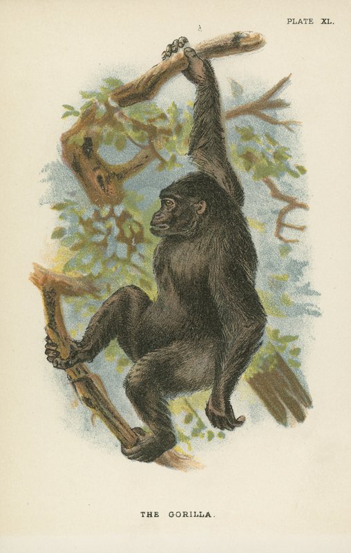 A Gorilla alkotó: English School