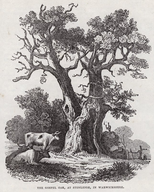 The Gospel Oak, Stonleigh, Warwickshire (metszet) alkotó: English School