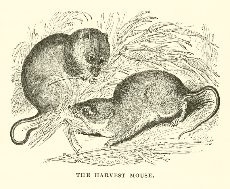 The Harvest Mouse (metszet) alkotó: English School