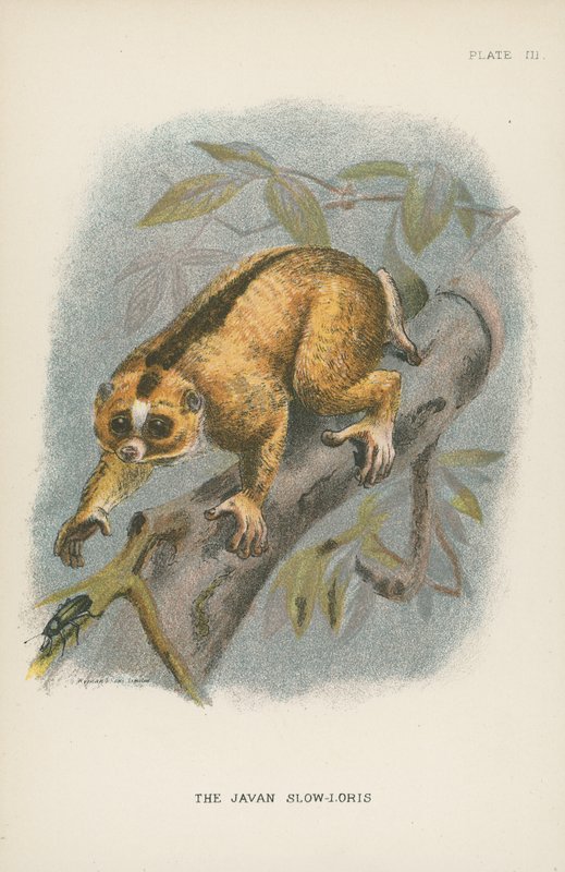 A Java Slow-Loris alkotó: English School