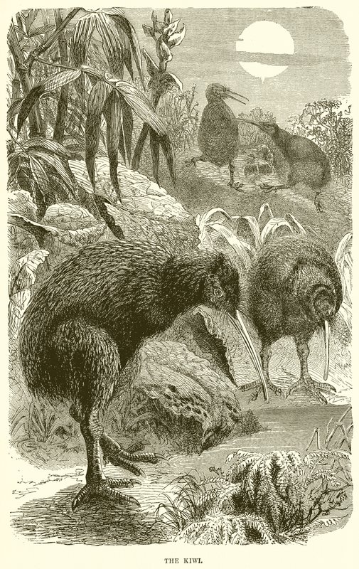 A Kiwi alkotó: English School