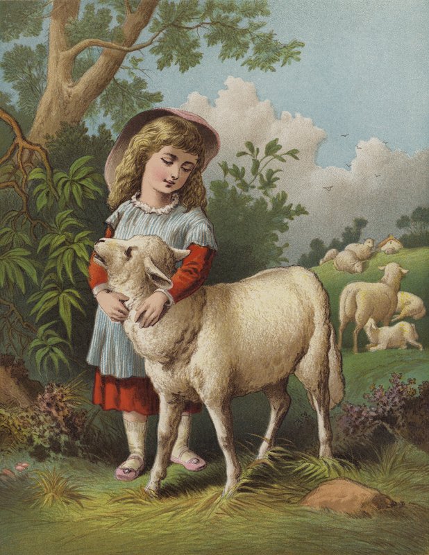 A házi bárány (chromolitho) alkotó: English School