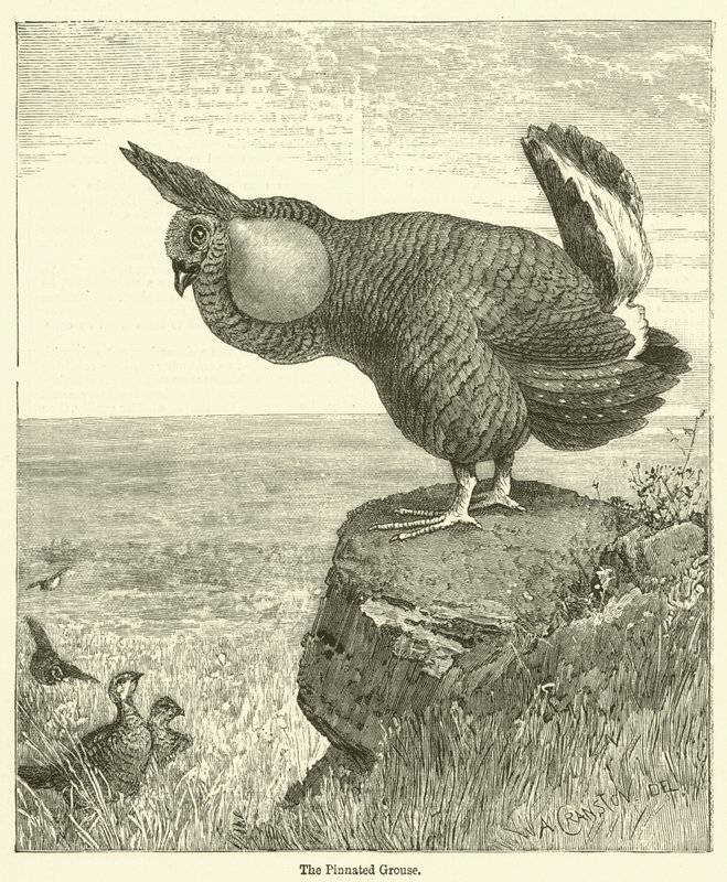 The Pinnated Grouse (metszet) alkotó: English School