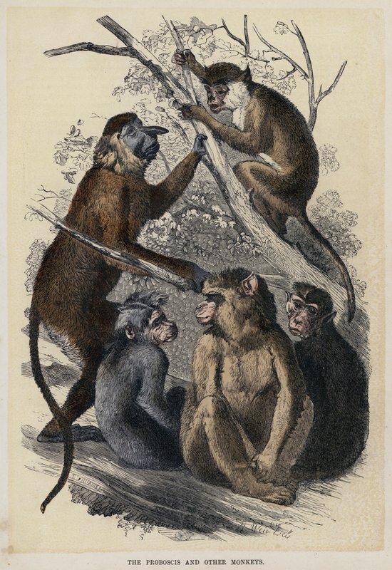 The Proboscis and Other Monkeys (színes metszet) alkotó: English School