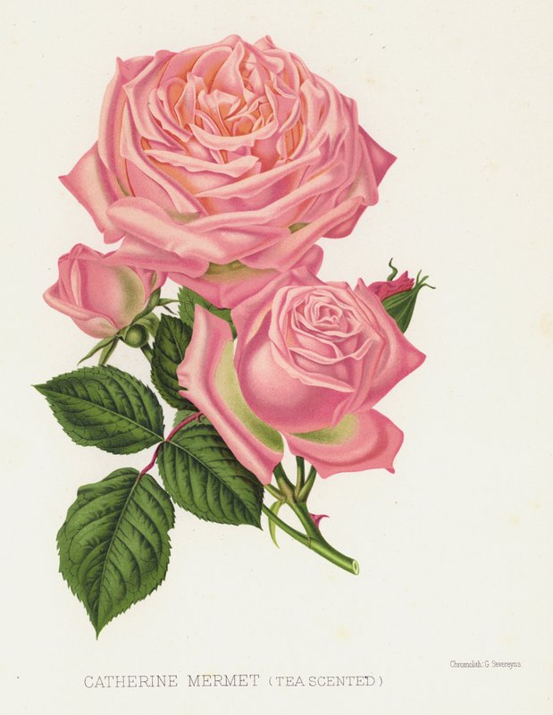 Rózsakert: Catherine Mermet, Teaillatú alkotó: English School