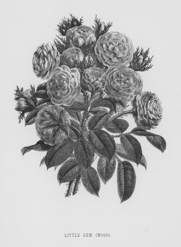 Rózsakert: Kis drágakő, moha (metszet) alkotó: English School