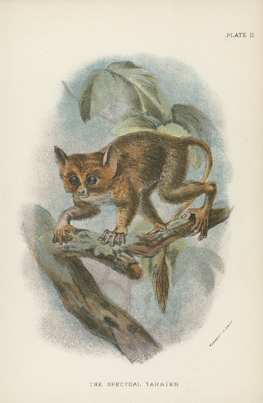 A Spectral Tarsier alkotó: English School