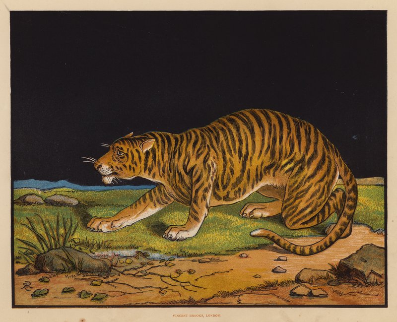 A tigris (színes litográfia) alkotó: English School