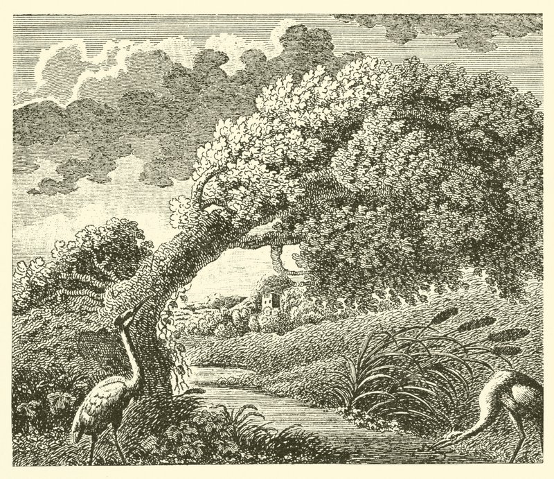 A tölgy és a nád (metszet) alkotó: English School