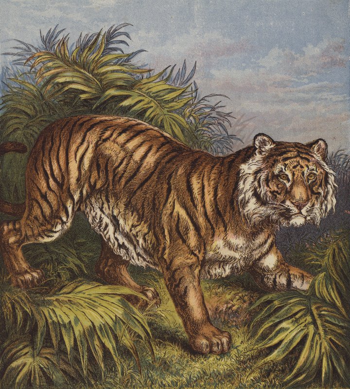 Tigris (színes litho) alkotó: English School
