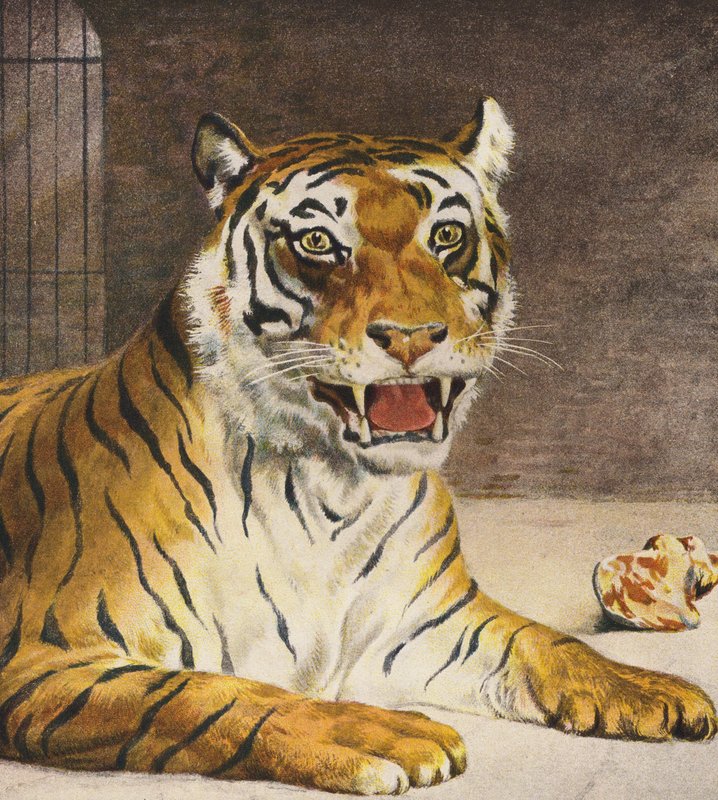 Tigris (színes litográfia) alkotó: English School
