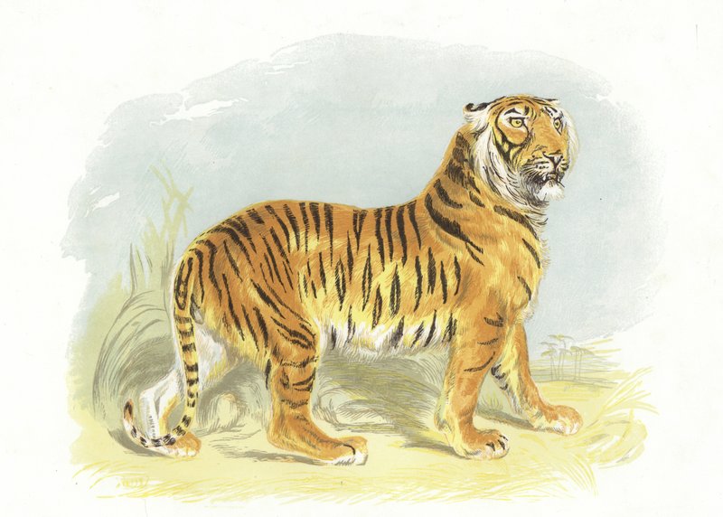 Tigris alkotó: English School