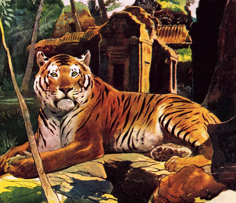 Tigris a romokban alkotó: English School