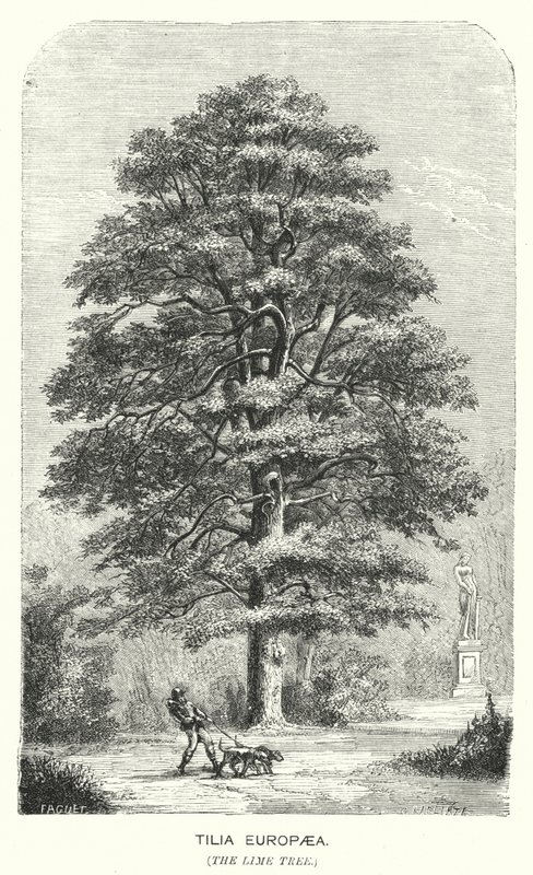 Tilia Europaea, A hársfa (metszet) alkotó: English School