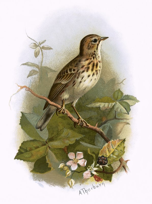 Fa Pipit alkotó: English School