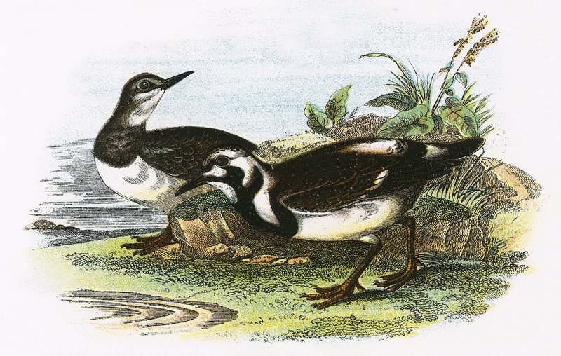 Turnstone alkotó: English School