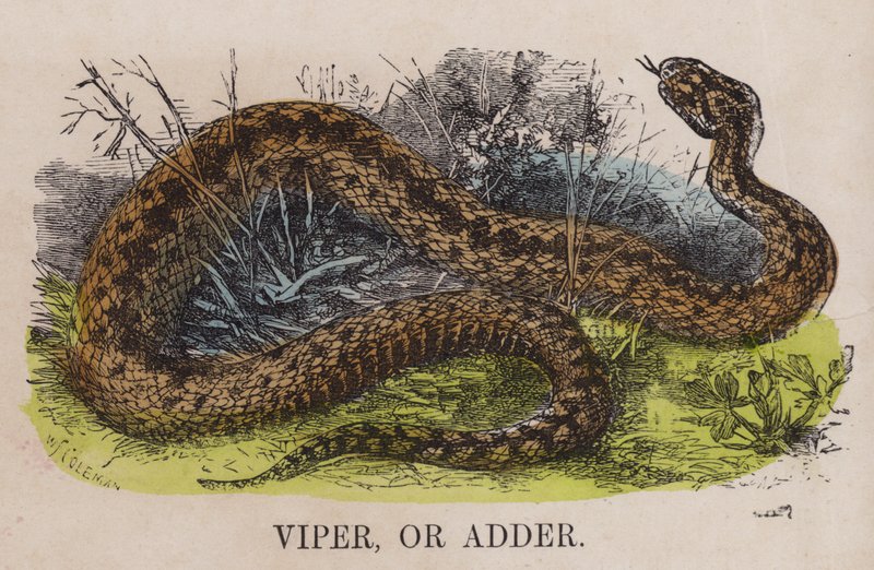 Viper vagy adder alkotó: English School
