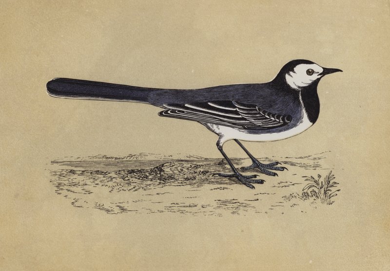 Wagtail (színes litó) alkotó: English School