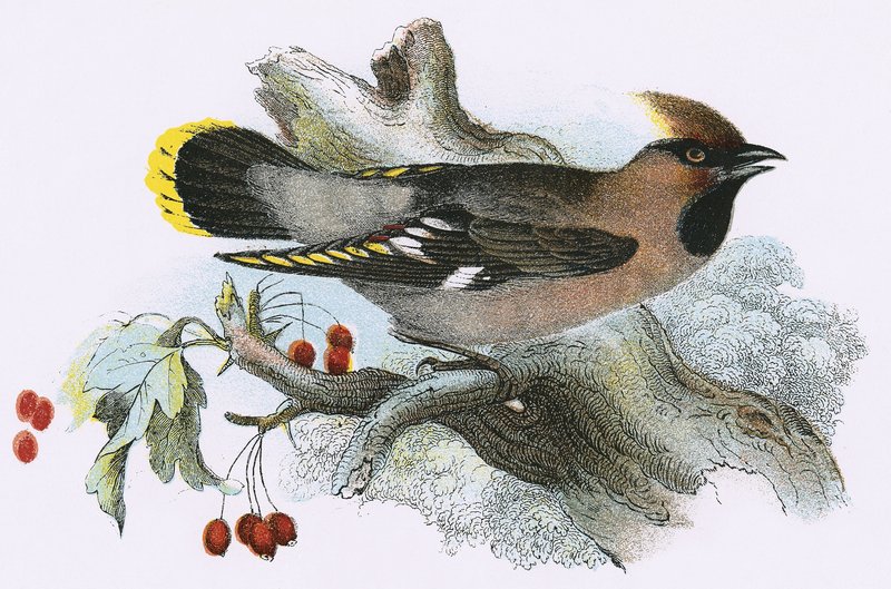 Waxwing alkotó: English School