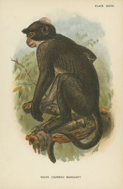 Fehér Koronás Mangabey alkotó: English School