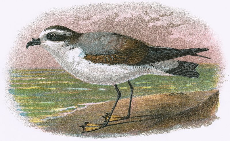 Fehér hasú Petrel alkotó: English School