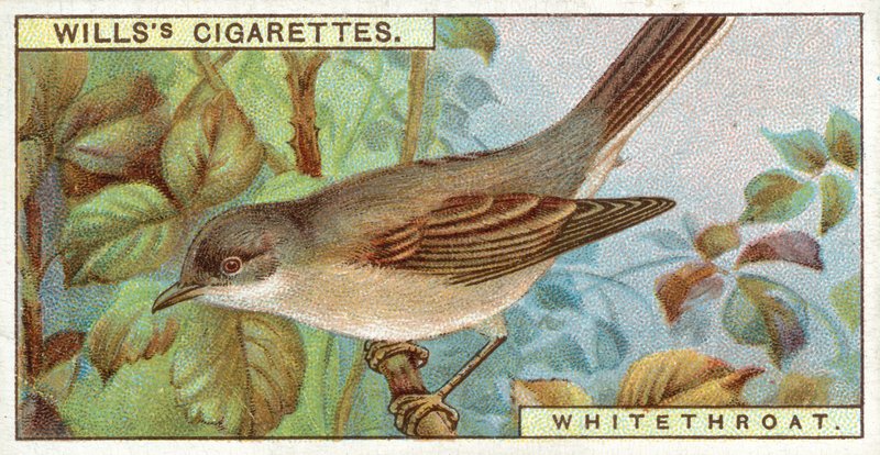 Whitethroat alkotó: English School