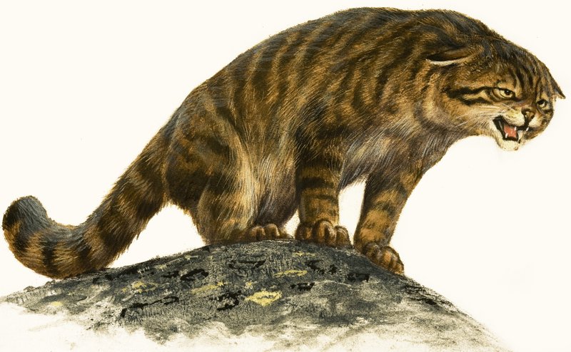 Wildcat alkotó: English School