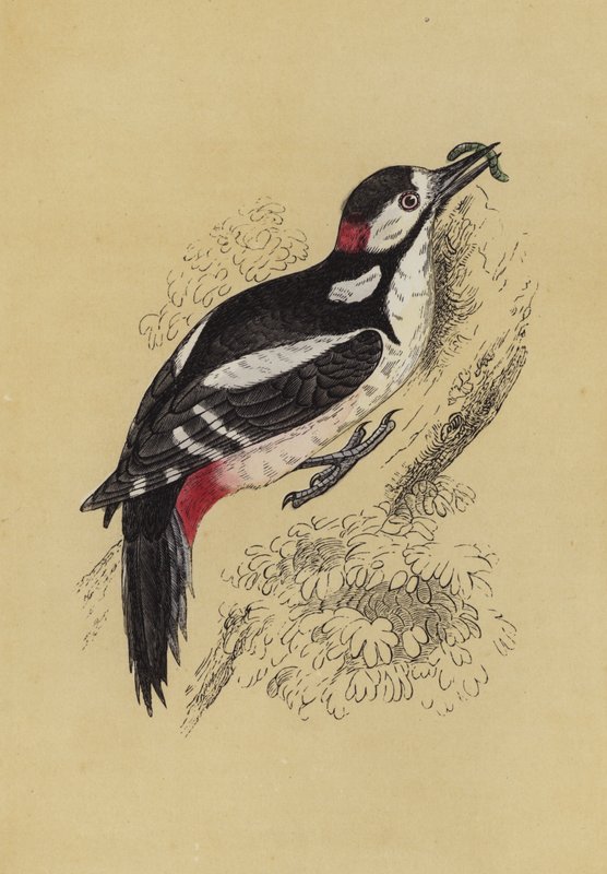 Harkály (színes litho) alkotó: English School