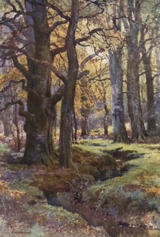 Tőkés réce fában (színes litó) alkotó: Ernest William Haslehust