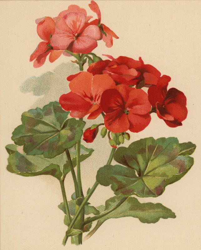 Muskátli (chromolitho) alkotó: Ethel C. Nisbet