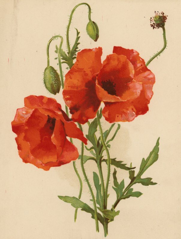 mák (chromolitho) alkotó: Ethel C. Nisbet