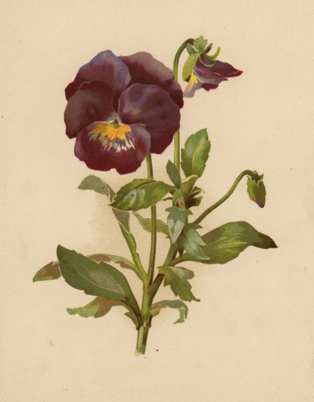 Az árvácska (chromolitho) alkotó: Ethel C. Nisbet